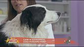 Cani in sovrappeso? Ecco i consigli della vet nutrizionista
