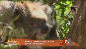 Notizia animali dal mondo