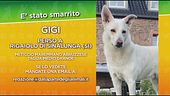 Gigi, disperso in provincia di Siena