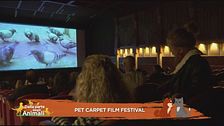 Pet Carpet Film Festival