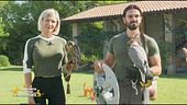 La moderna falconeria