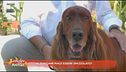 Al tuo cane piace essere spazzolato?
