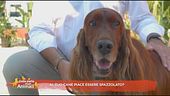 Al tuo cane piace essere spazzolato?