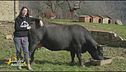 La mucca Fulvia