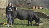 La mucca Fulvia
