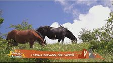 I cavalli selvaggi dell'Aveto