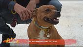Cosa hai imparato dal tuo pet?
