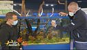 La pulizia e  manutenzione dell'acquario