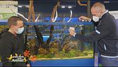La pulizia e  manutenzione dell'acquario