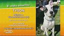 Cerchiamo Tyson