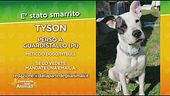Cerchiamo Tyson