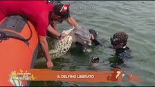 Il salvataggio di un cucciolo di delfino