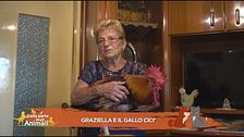 Graziella e il gallo Cicì