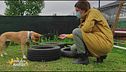 Come gestire un cane timido