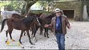 La meravigliosa fattoria di... Al Bano