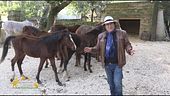 La meravigliosa fattoria di... Al Bano