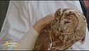 Il meraviglioso mondo degli animali selvatici