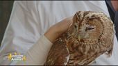 Il meraviglioso mondo degli animali selvatici