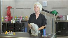 La toelettatura dei cani a pelo lungo