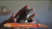 Le rondini di Silvana