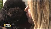 Kocò, il barbonino toy di... Alessia Fabiani