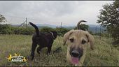 Boss e Pepsi, due cuccioli in cerca di casa