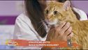 La struvite nel gatto: quale alimento scegliere?