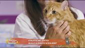 La struvite nel gatto: quale alimento scegliere?