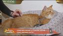 Come migliorare la comunicazione con il proprio gatto?
