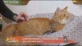 Come migliorare la comunicazione con il proprio gatto?