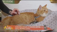 Come migliorare la comunicazione con il proprio gatto?