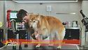 La toelettatura del cane anziano