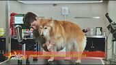 La toelettatura del cane anziano