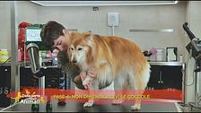 La toelettatura del cane anziano