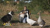 Due cani, due oche ed un pappagallo