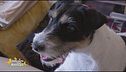Zoe, la Parson Russell terrier di...Bruno Vespa