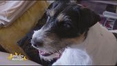Zoe, la Parson Russell terrier di...Bruno Vespa