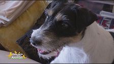 Zoe, la Parson Russell terrier di...Bruno Vespa