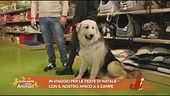 Consigli per affrontare un viaggio con il proprio cane