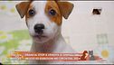 Notizia dal mondo animale