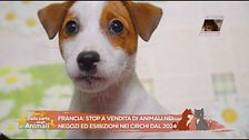 Notizia dal mondo animale