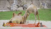 Un animale da scoprire: il dromedario
