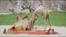 Un animale da scoprire: il dromedario
