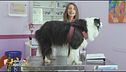 La corretta alimentazione per un cane che soffre di diabete