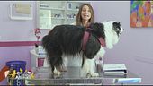 La corretta alimentazione per un cane che soffre di diabete