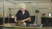 La toelettatura del gatto