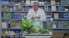 Le dimensioni dell'acquario e il numero ideale di pesci