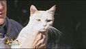 Il gatto dei pompieri