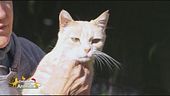 Il gatto dei pompieri