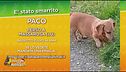 Sos Animali